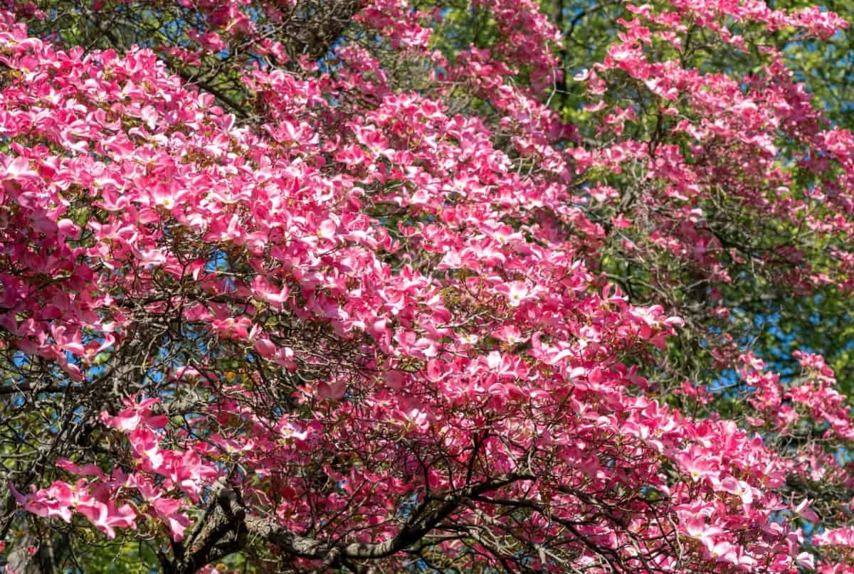 The flowering dogwood is beautiful all year.