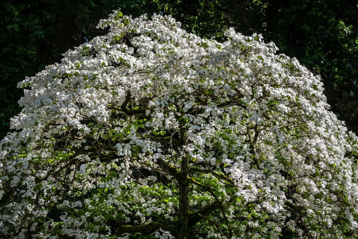 Flowering dogwoods have three-season beauty.