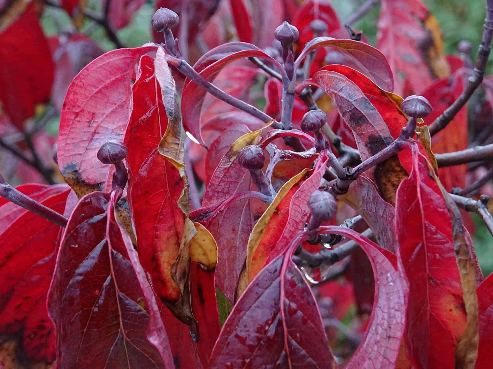 14 Trees with Brilliant Red Autumn Leaves