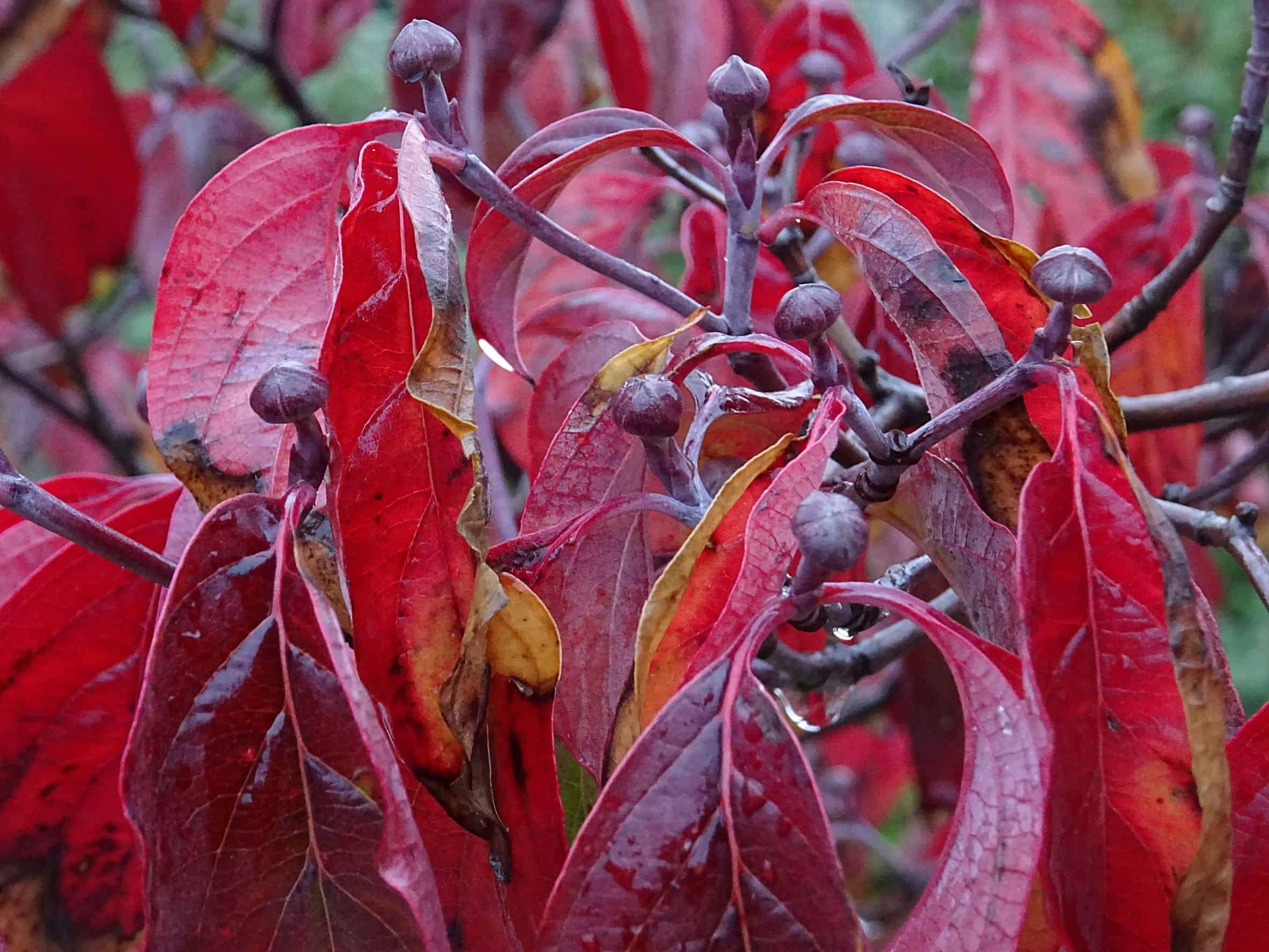 Kvetoucí dogwoods mají červené nebo fialové podzimní listy.