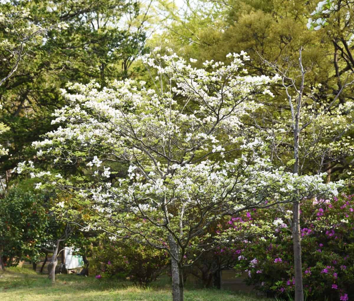 Flowering dogwoods are attractive in three of the four seasons.