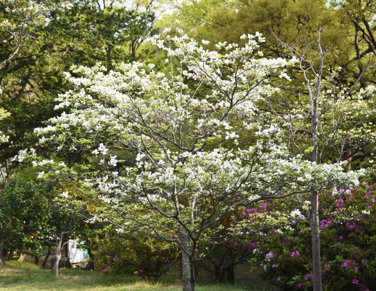 The flowering dogwood is an amazing tree for shade.