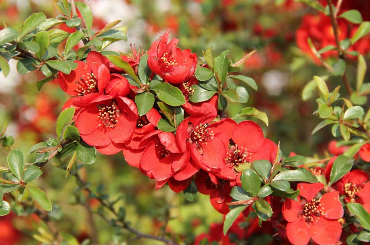 Flowering quince is a messy spring flowering shrub.