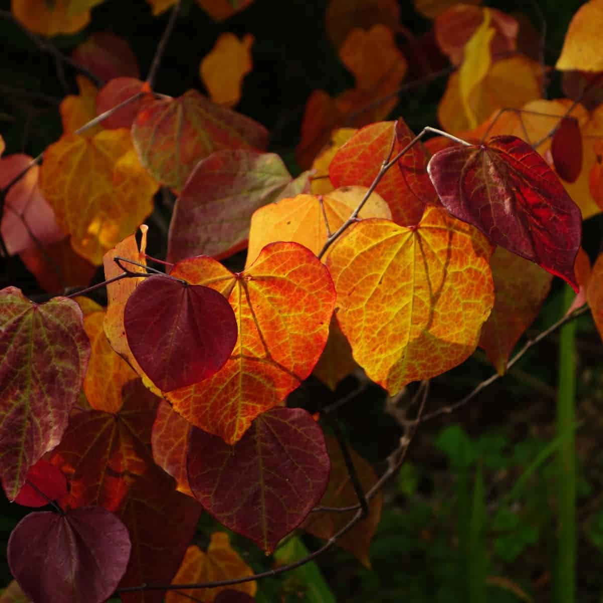 Skov pansy redbud træer er en af de tidligste forår blomstrende træer.