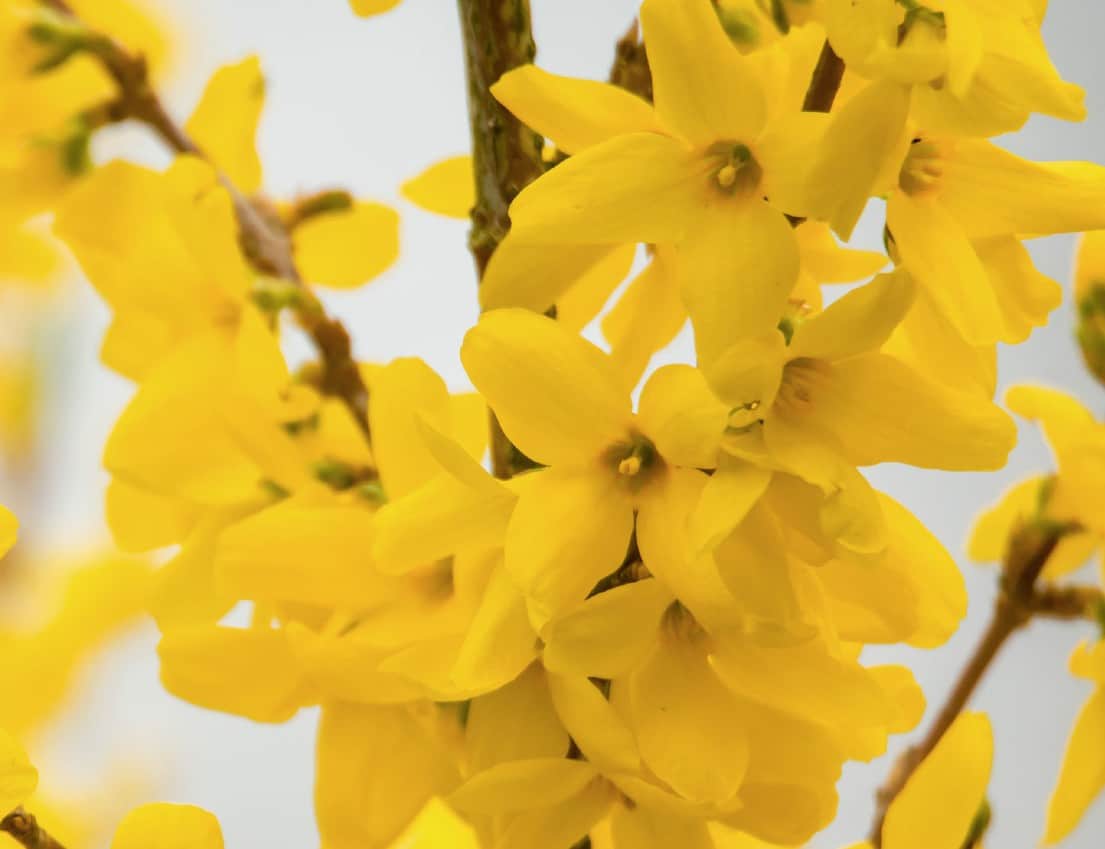 Forsythia is an early-blooming spring flowering shrub.