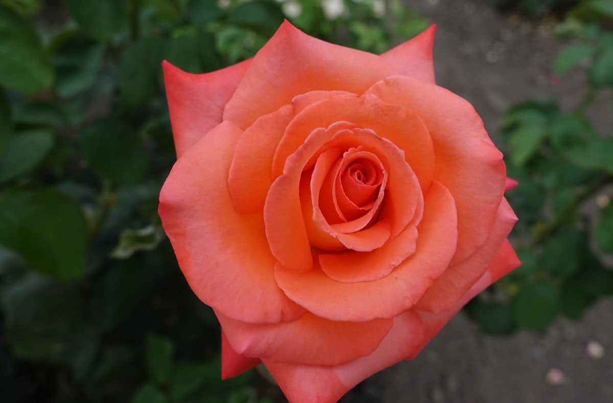 Fragrant cloud roses have large blooms.