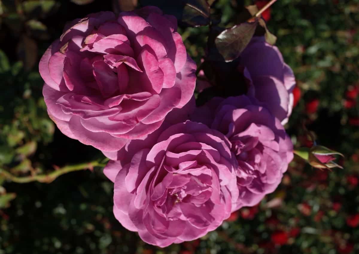 Fragrant plum roses are a long-stemmed variety.