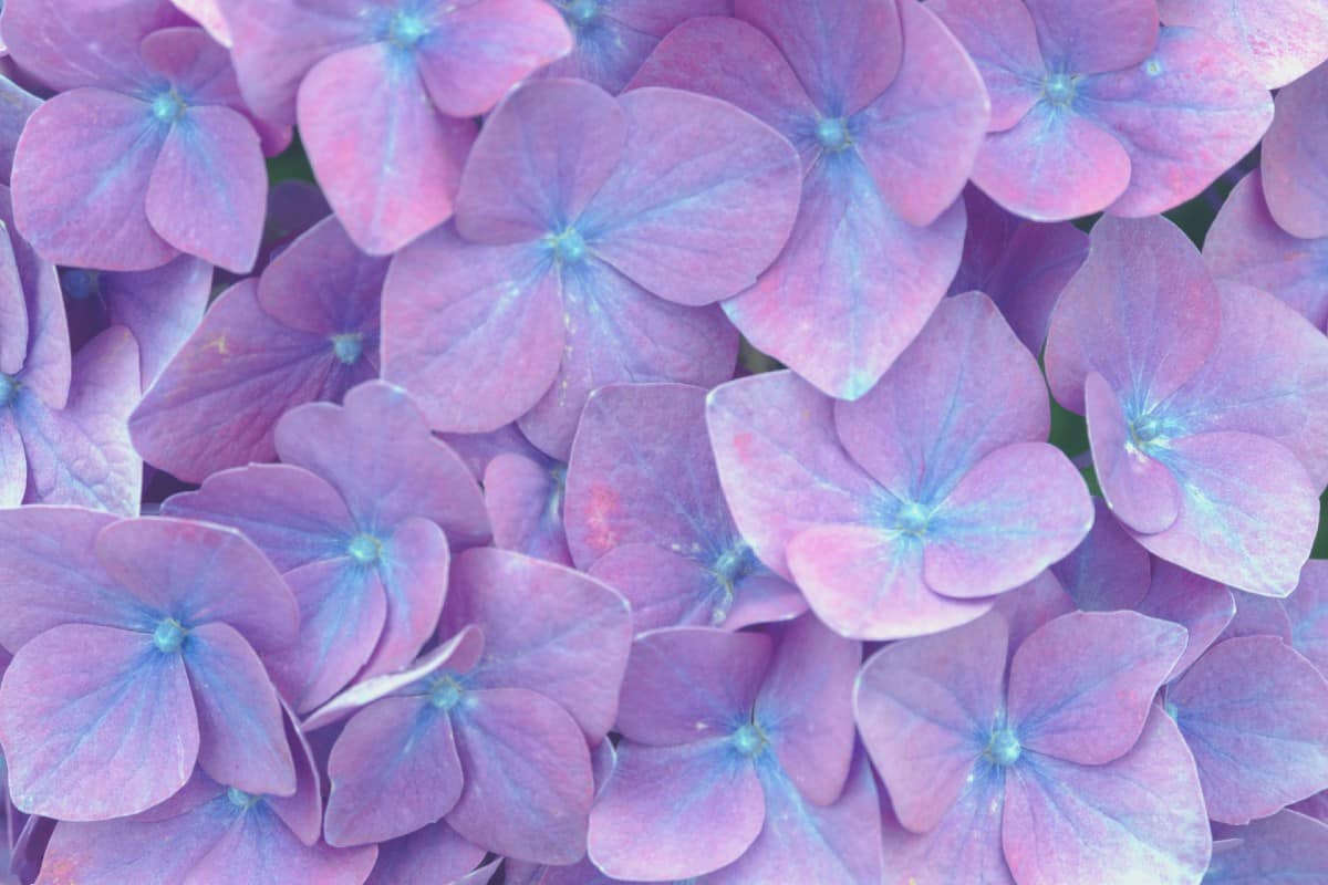 The French hydrangea shrub has pinkish-purple flowers.