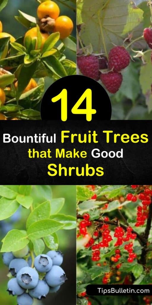 Discover fruiting trees to plant as shrubs. Try berries like raspberries, stone fruits like nectarines, pome fruits like pear trees, and citrus fruits like mandarin oranges. Plus, learn about care requirements, like growing in full sun and promoting pollination. #fruittrees #shrubs #growing