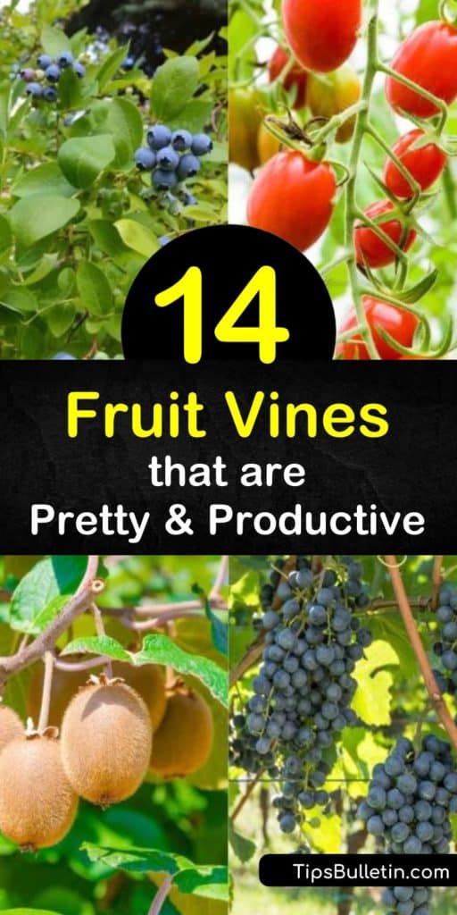 Learn how to grow a vertical garden with fruiting vines and enjoy a yearly harvest of tasty fruit. Grow blueberry, raspberry, kiwi fruit, blackberry, grapes, and other vines over a pergola, trellis, or fence, and let them ripen in the full sun. #growing #fruit #vines