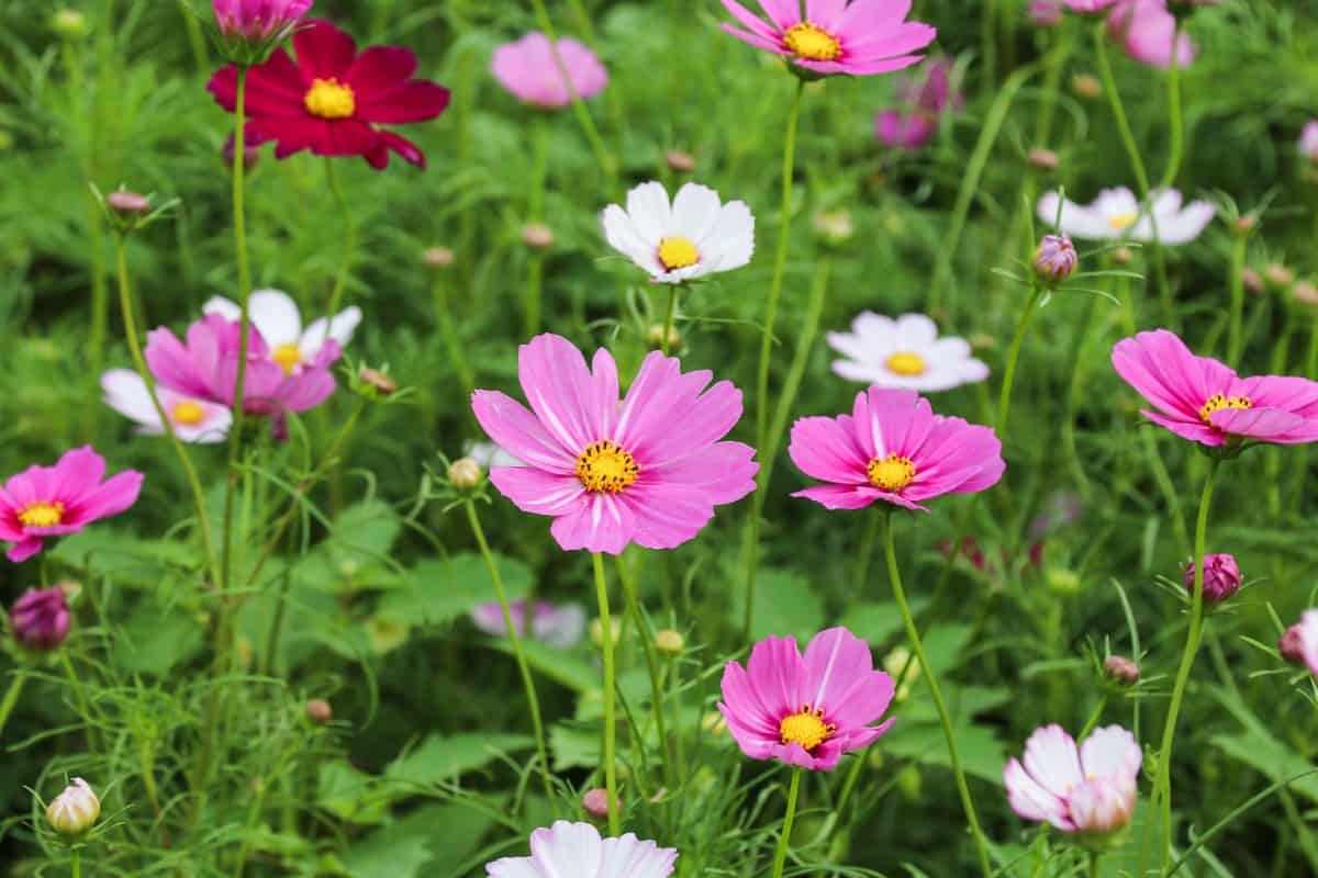 Garden cosmos has a relatively long blooming time for a wildflower.