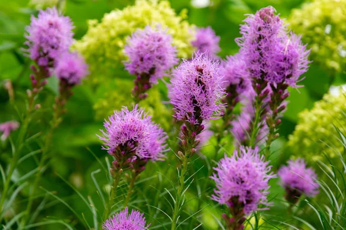 Gayfeather is also known as blazing star.