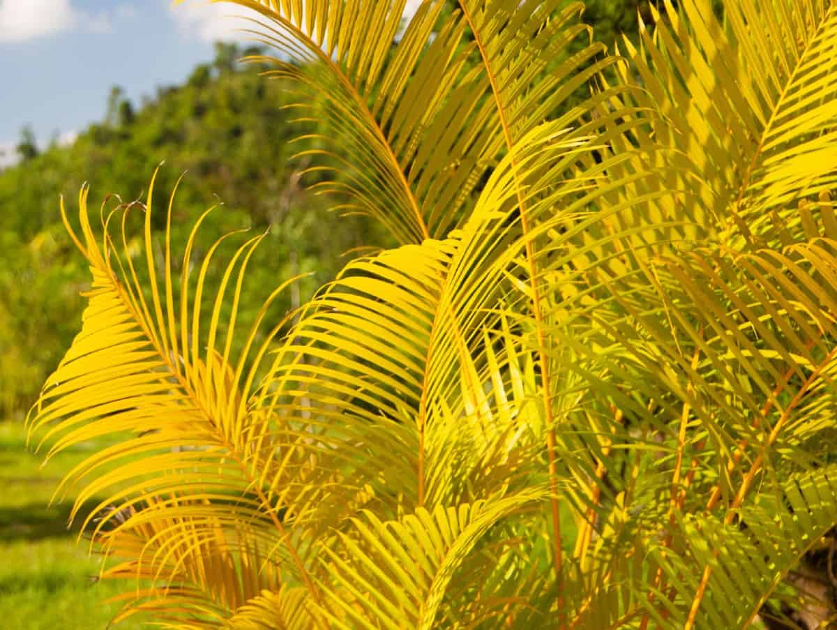 Golden cane palms used to be endangered.