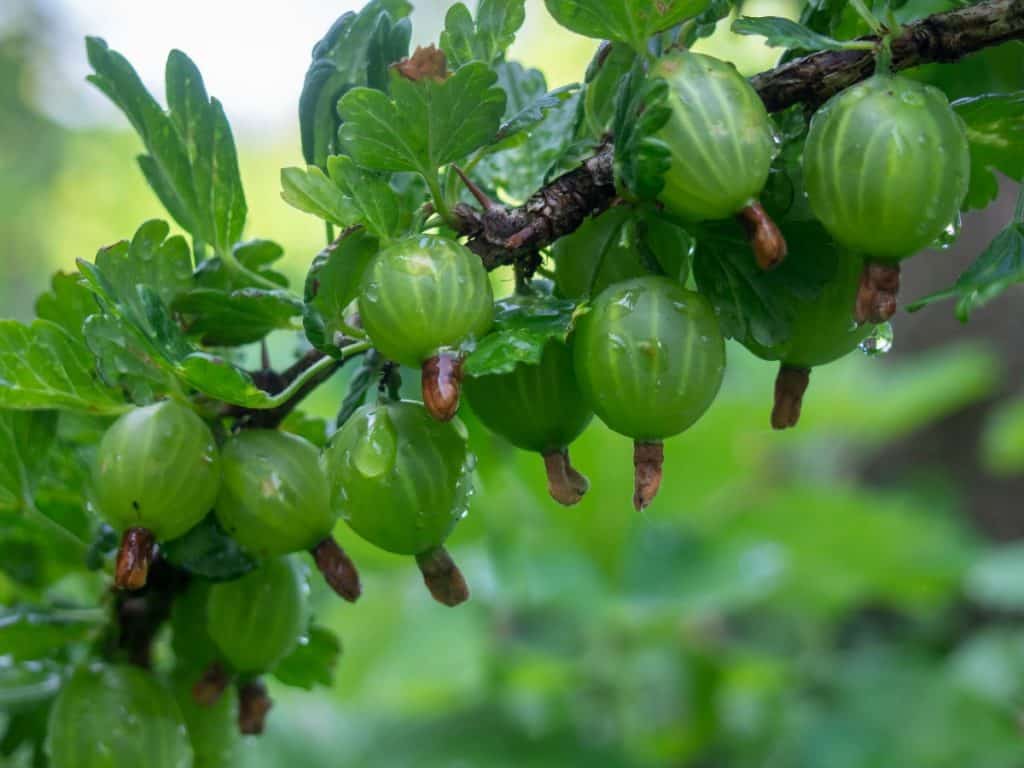 14 Fruit Vines that are Pretty and Productive