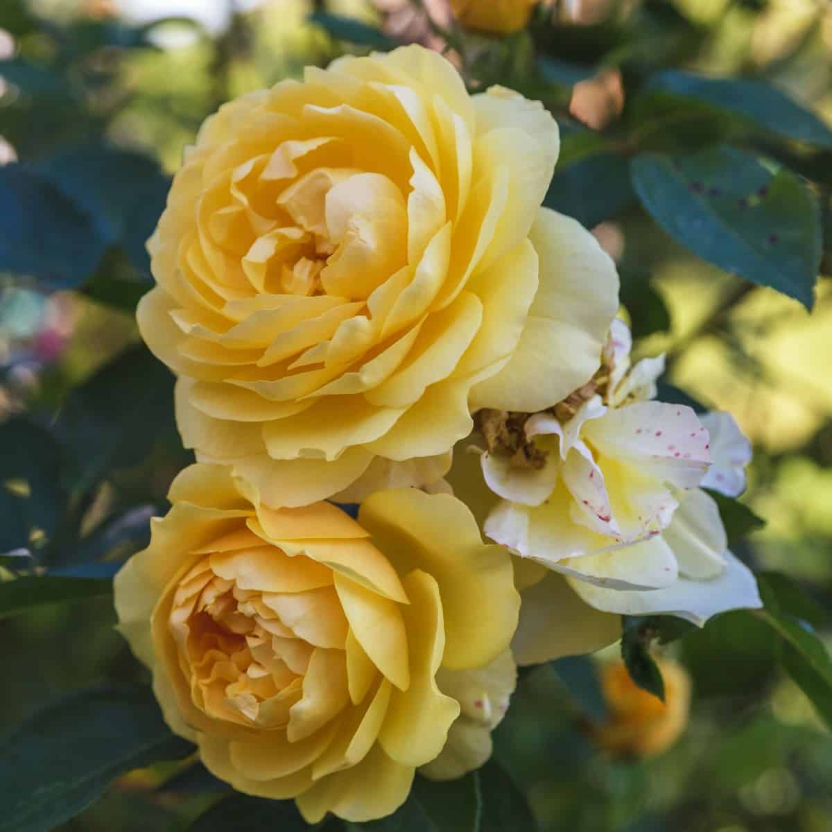 The Graham Thomas is a popular yellow rose species.