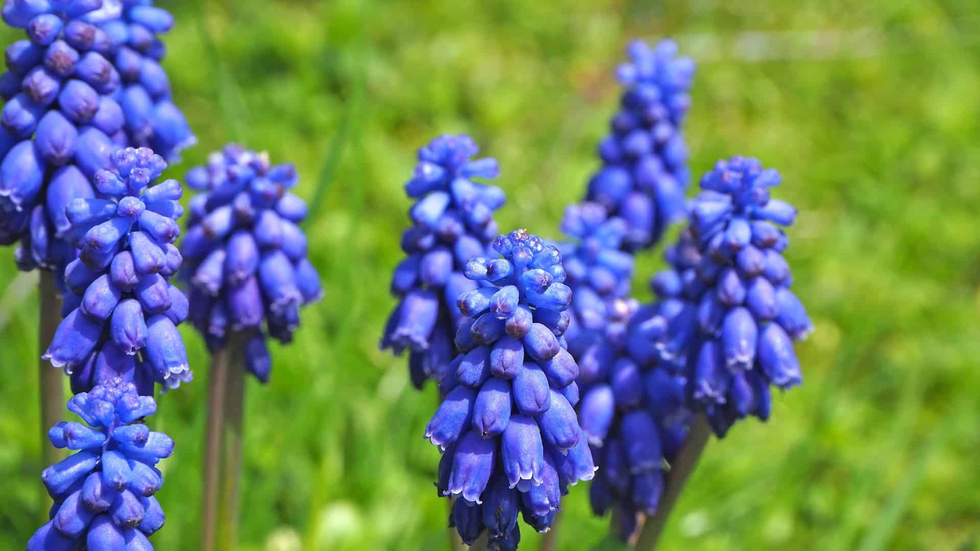 Grape hyacinth looks beautiful in dried arrangements.