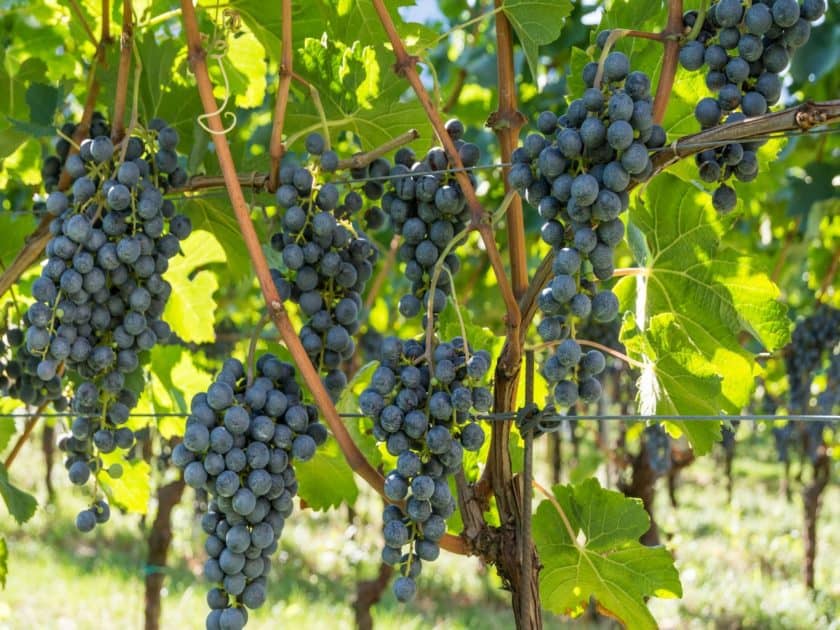 14 Fruit Vines That Are Pretty And Productive