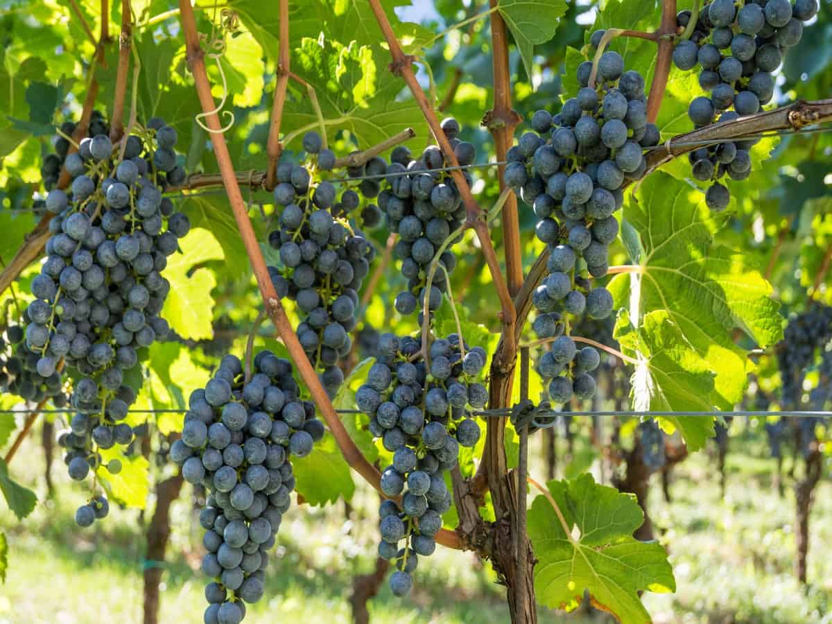 Grapevines come in many different varieties.