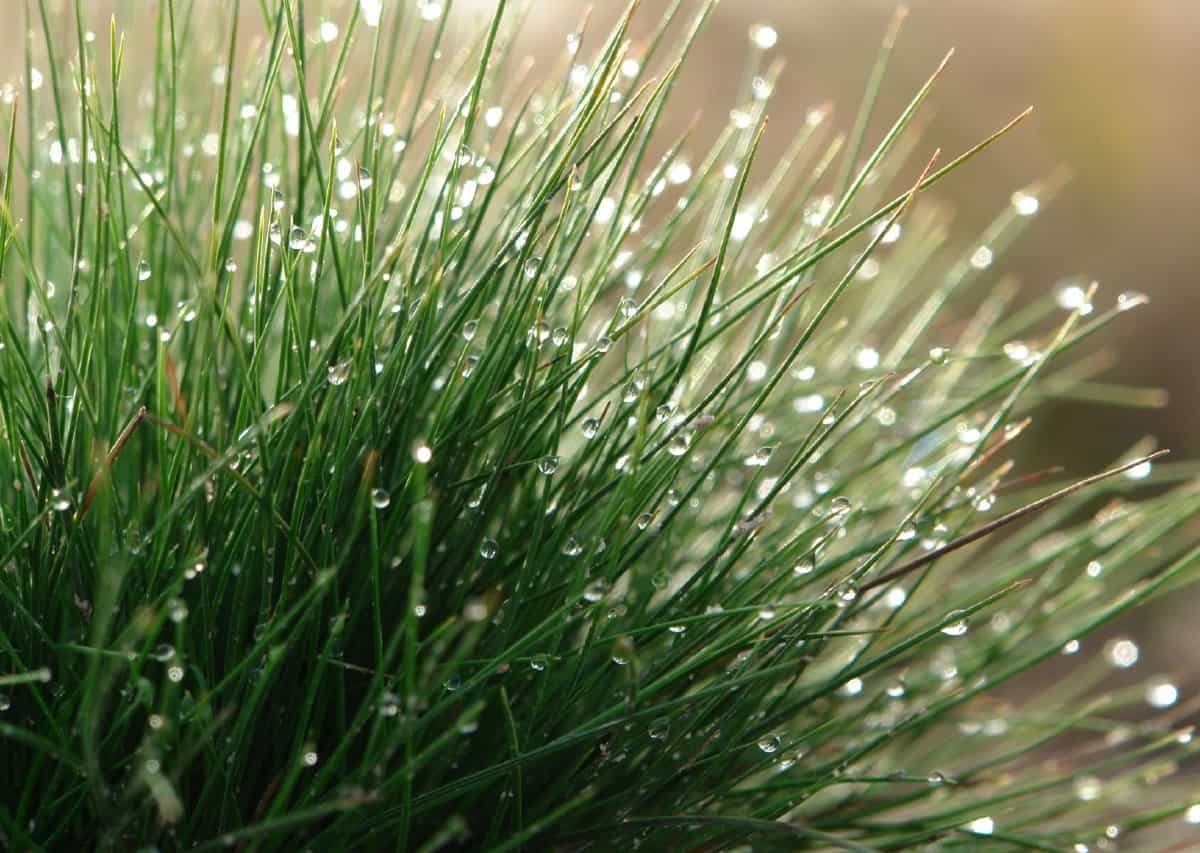 Hard fescue is a drought-tolerant cool season grass.