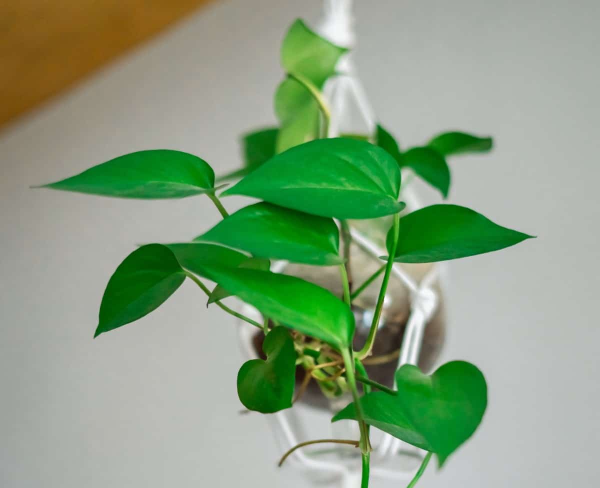 Heartleaf rhododendrons are a popular indoor plant.