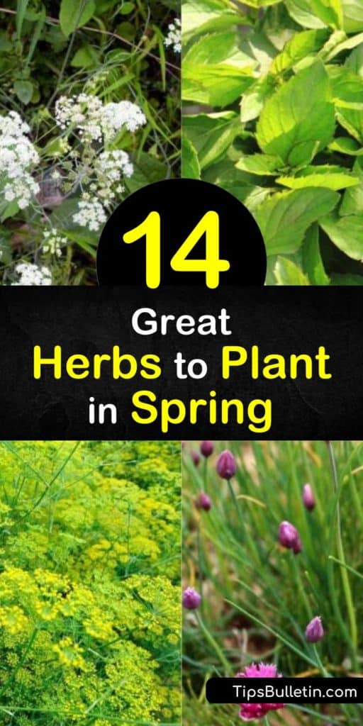 Jump start the season by growing an herb garden in early spring. Plant annual herbs such as chervil, basil, and cilantro, or perennials like lemon balm, tarragon, and chives to add flavor and fragrance to savory dishes. #spring #herbs #planting