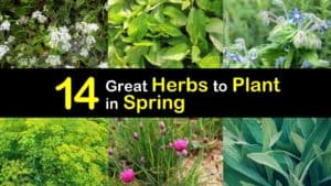 Herbs to Plant in Spring titleimg1