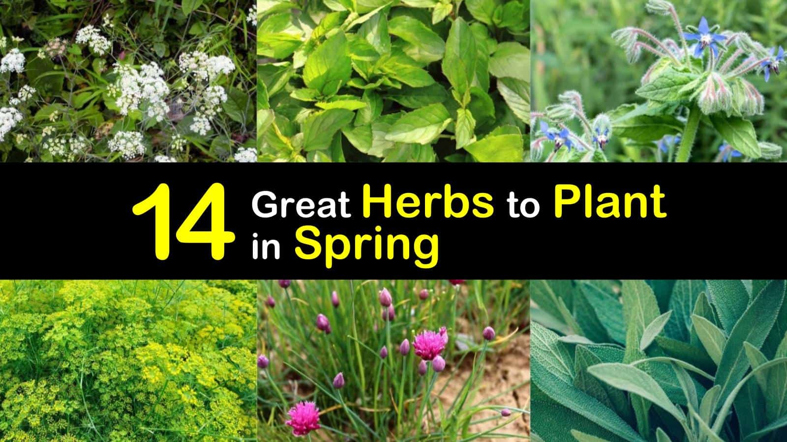 14 Great Herbs to Plant in Spring