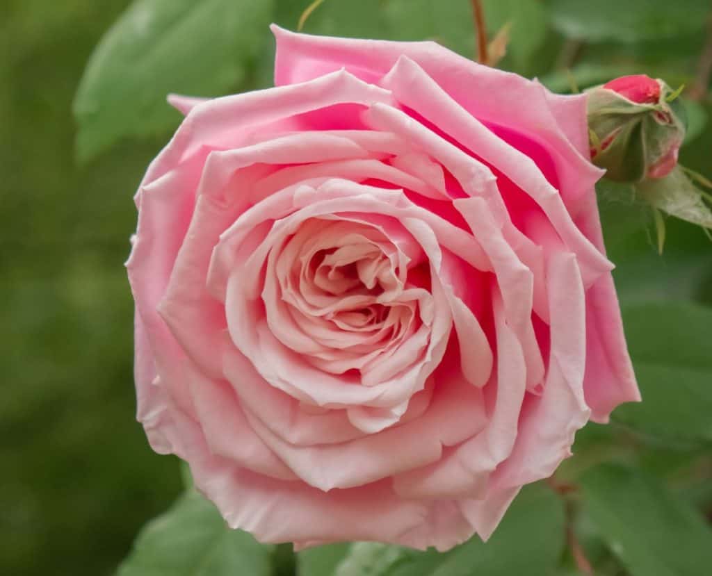 14 Roses that Smell Delightful