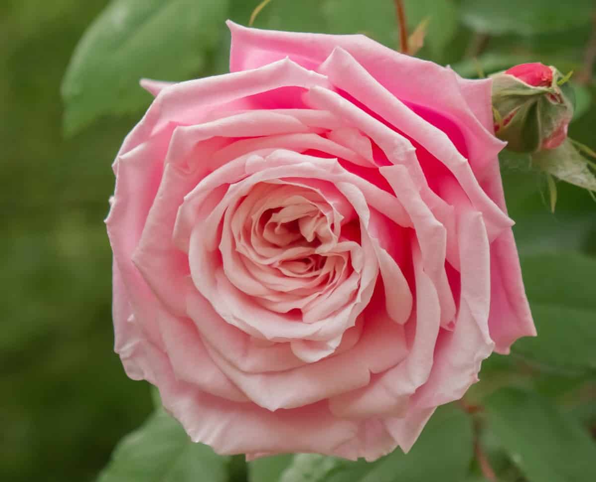 The Heritage is an old English rose with a strong scent.