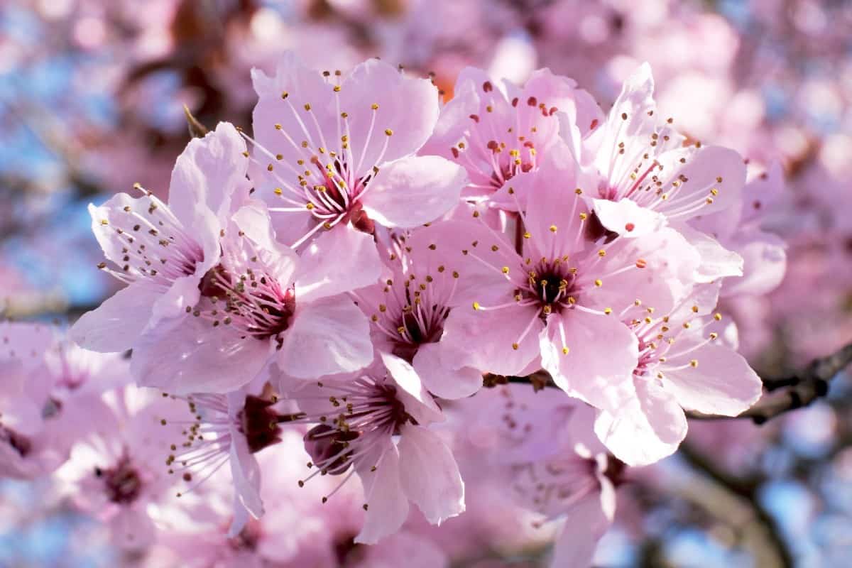 The Higan cherry tree tolerates both hot and cold temperatures.