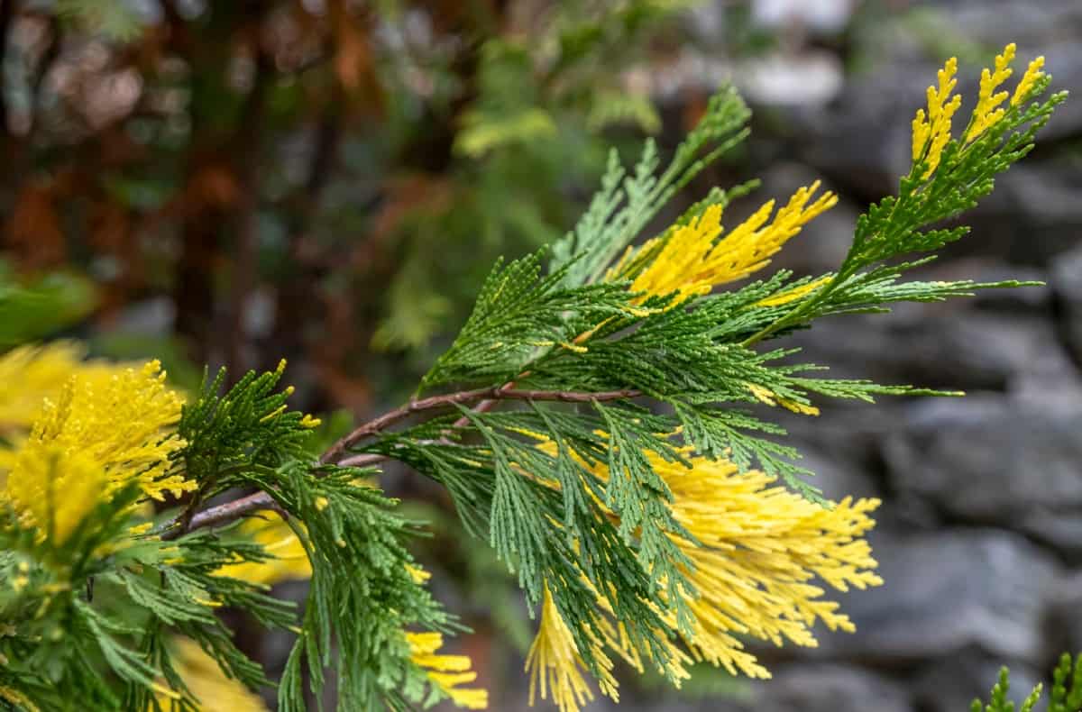 The hollywood juniper makes a dramatic statement in the yard.