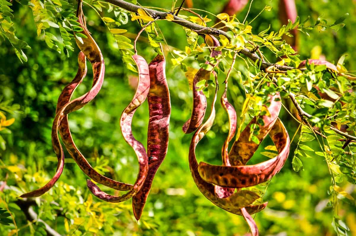 Honey locust trees have weak wood because of collar rot.