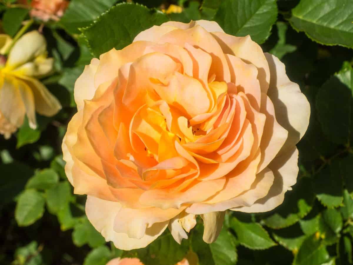 The honey perfume rose has a spicy smell.