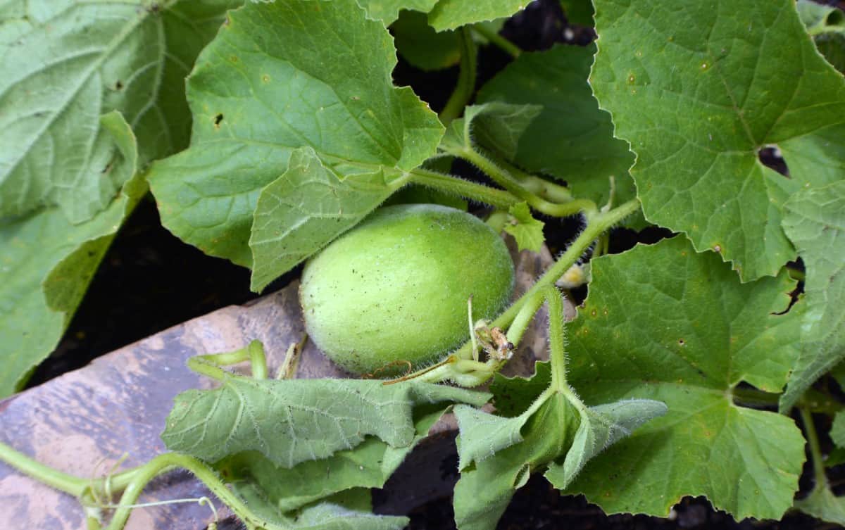 Honeydew melons come from an annual vine.