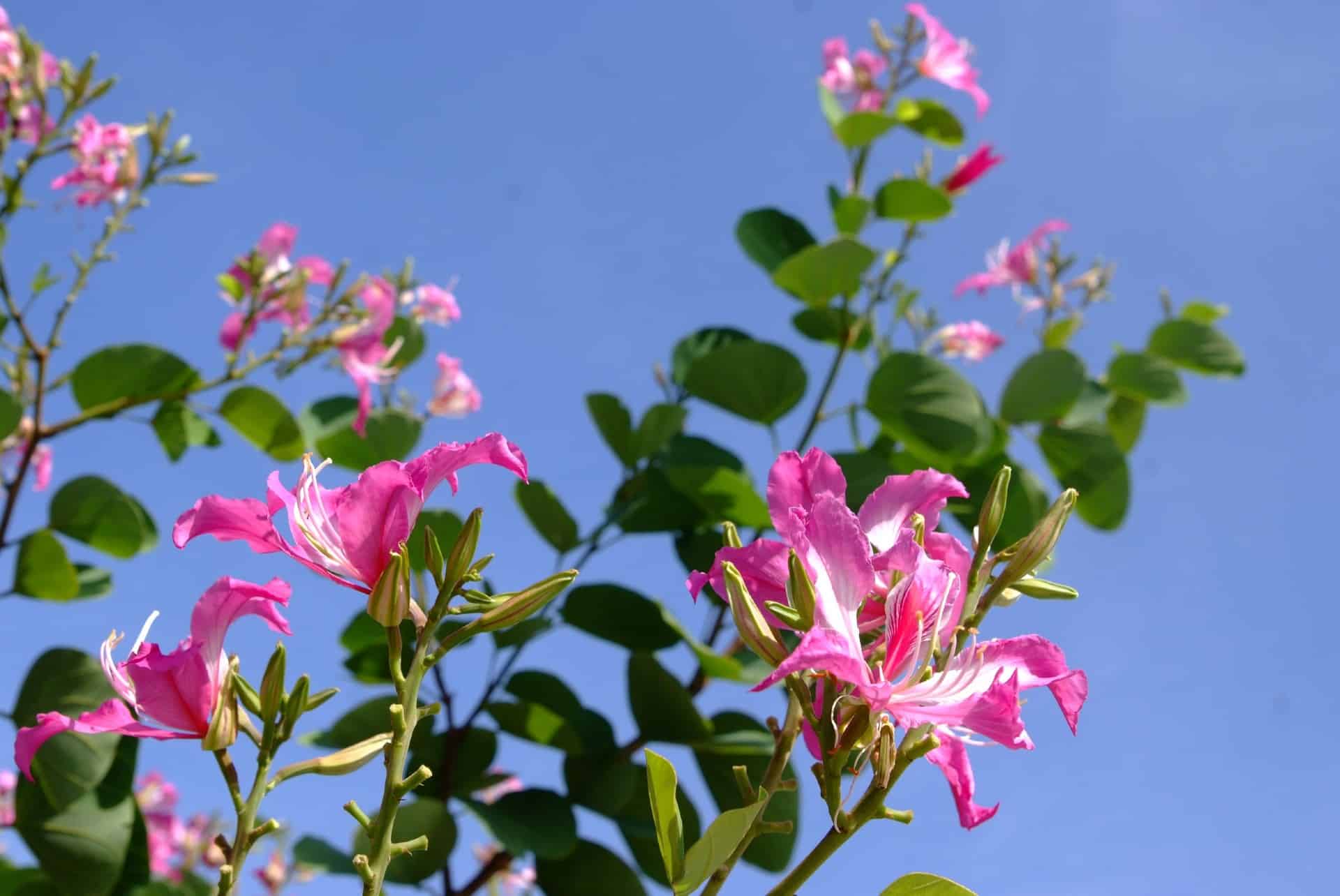 Hong Kong orchid trees do well in urban settings.