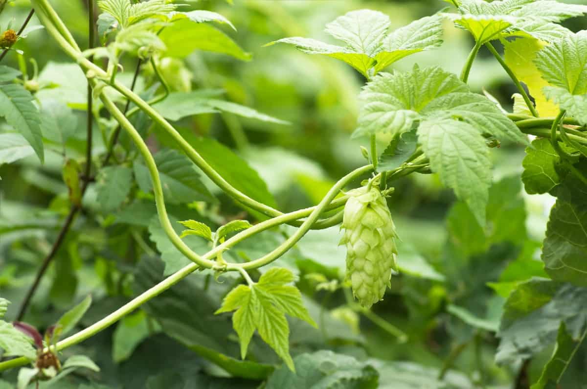 Hops is a key ingredient in beer.