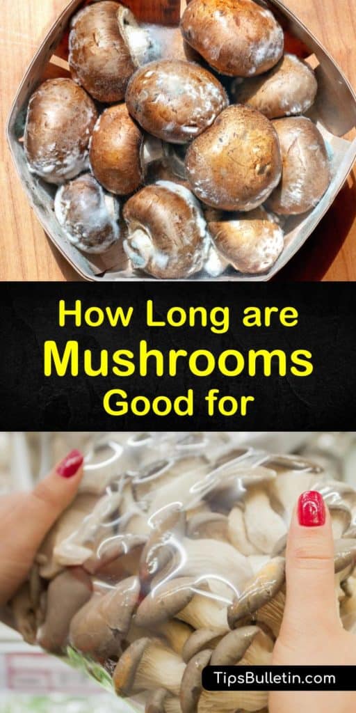 Easily spot the signs of whole mushrooms gone bad with this guide for all your questions like, how long do mushrooms last? Learn about spotting dark spots and slime, while finding ways to store mushrooms at room temperature, with a paper towel, and in the freezer. #mushrooms #shelflife #bad
