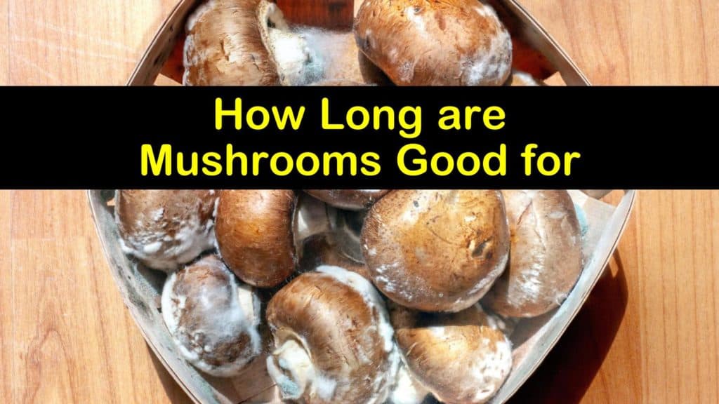 How Long are Mushrooms Good for titleimg1