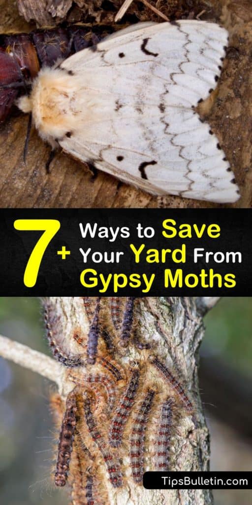 Save your yard from defoliation in the United States by discouraging a gypsy moth to lay eggs. This article informs you about the gypsy moth egg, life cycle, where to look on tree trunks, pheromone traps, and so much more that you need to know to stop an infestation. #getridof #gypsy #moths