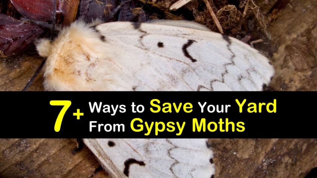 how to get rid of gypsy moths t1