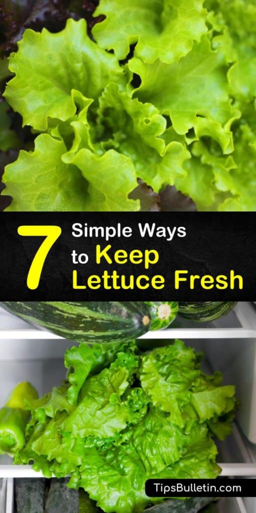 Not all fresh lettuce keeps well inside a plastic bag in your crisper drawer. Come see how to keep romaine and iceberg lettuce crisp and fresh with a salad spinner and a plate. Always remove any slimy or discolored leaves before washing your lettuce. #fresh #lettuce #storage