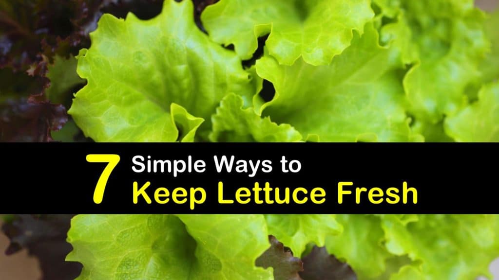 How to Keep Lettuce Fresh titleimg1