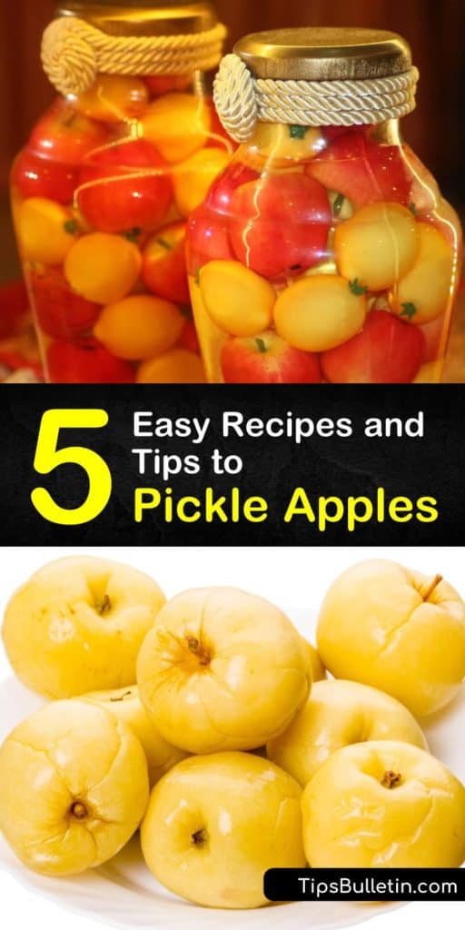 Quick pickled apples are a great treat throughout the year. Learn to use cinnamon sticks, apple cider vinegar, black peppercorns, and bay leaves to turn apple slices into a perfectly spiced dessert. From canning to refrigeration, we cover them all. #pickling #apples #pickled