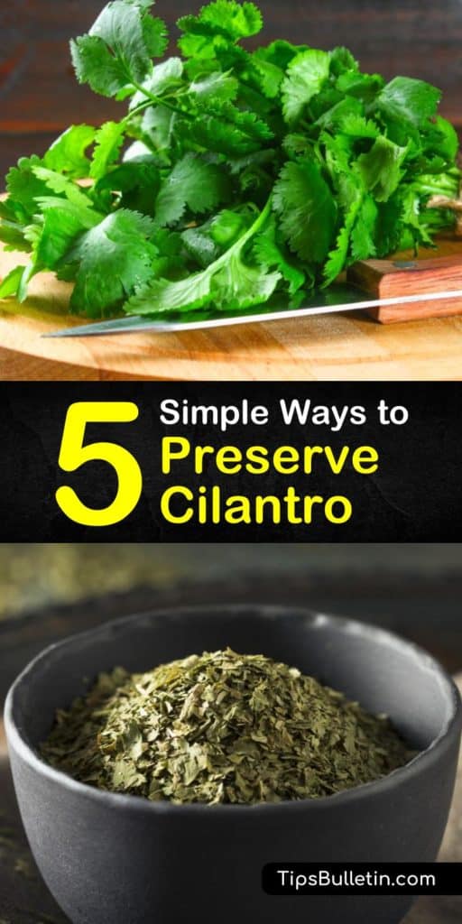 Learn how to preserve cilantro to maintain its flavor. The best way to store fresh herbs is in the fridge, but fresh cilantro is also easy to freeze in a freezer bag or ice cube trays, or in olive oil for use in pesto. #preserve #cilantro #fresh