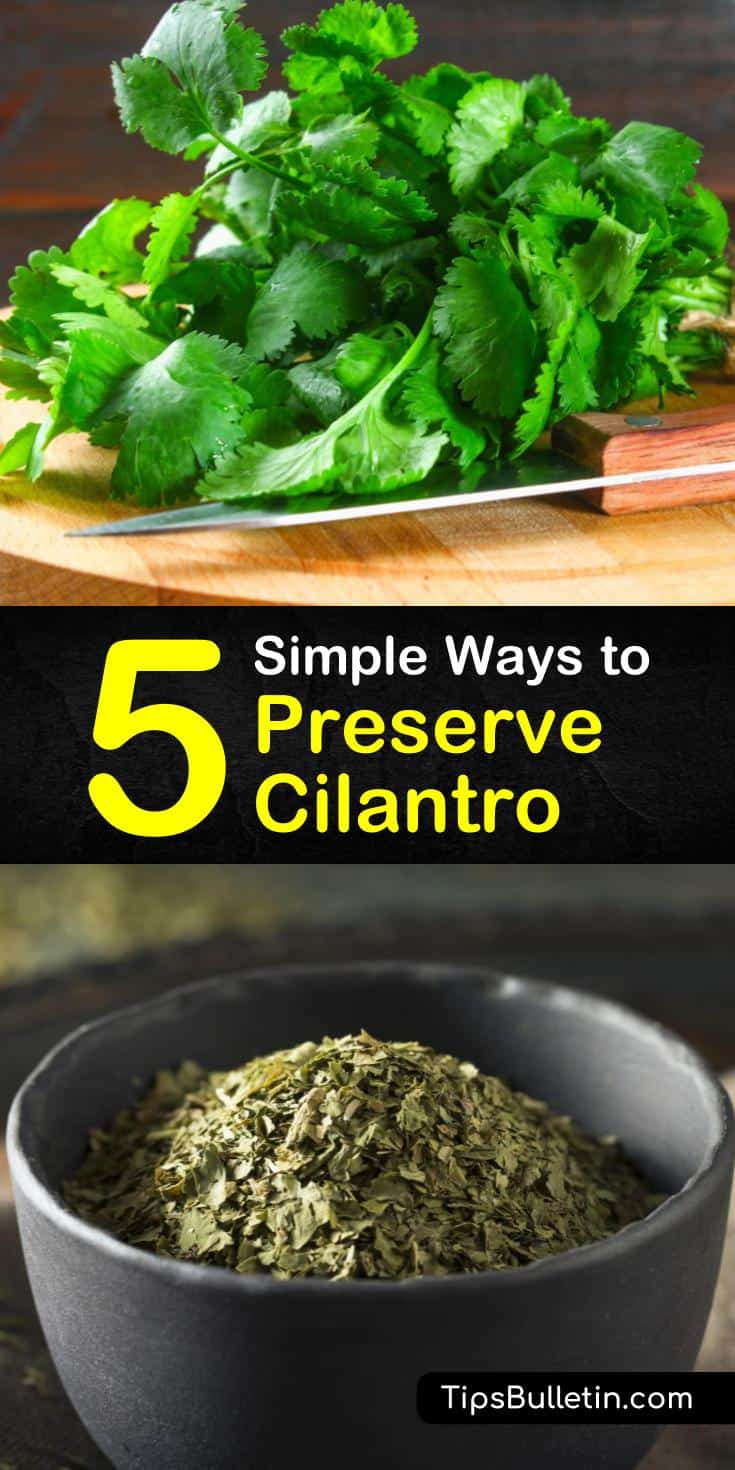 5 Simple Ways to Preserve Cilantro