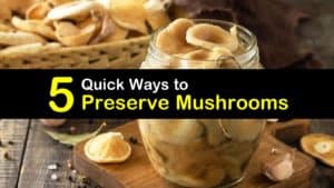 How to Preserve Mushrooms titleimg1
