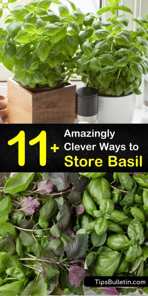 There’s nothing better than plucking leaves from a basil plant for pesto but fresh herbs do not last long. Discover how to keep fresh basil leaves in the fridge, store basil in an ice cube tray, and learn the best way to dry basil. #basil #fresh #storage