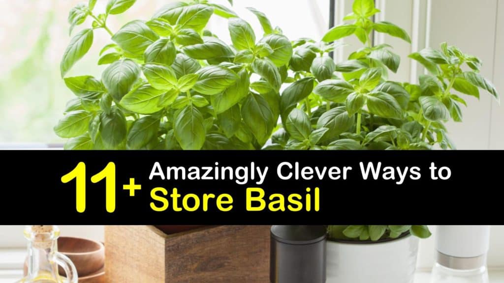 how to store basil t1