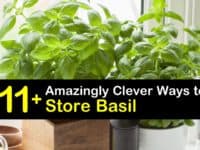 How to Store Basil titleimg1