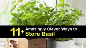 How to Store Basil titleimg1